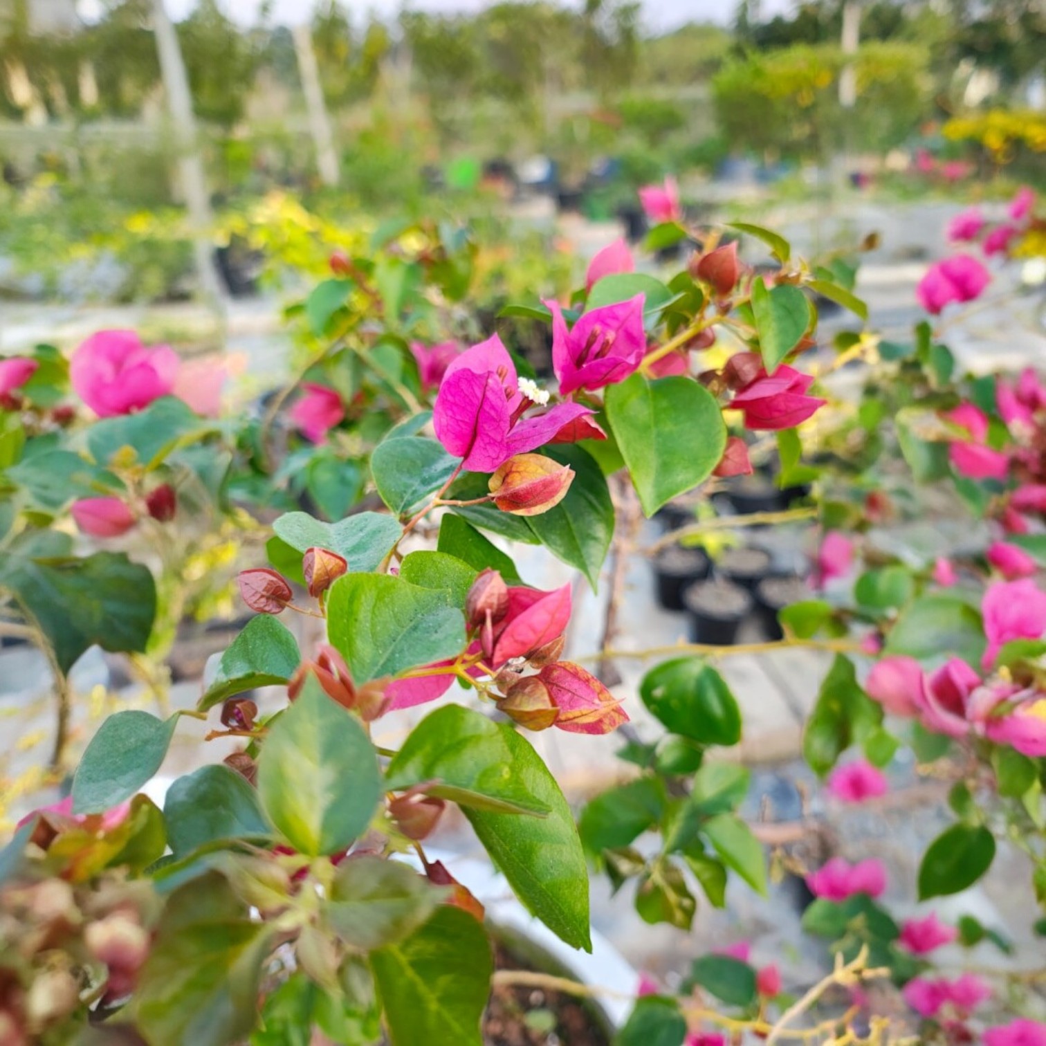 Bougainvillea Live Plant Exotic Multi Colour Varieties